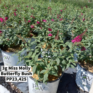 September 2022 3g Miss Molly Butterfly Bush PP23,425